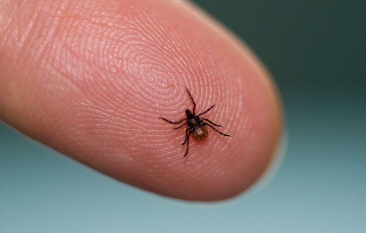 Chronic Lyme Disease - Metaphysical and Spiritual Aspects 2 Chronic Lyme Disease