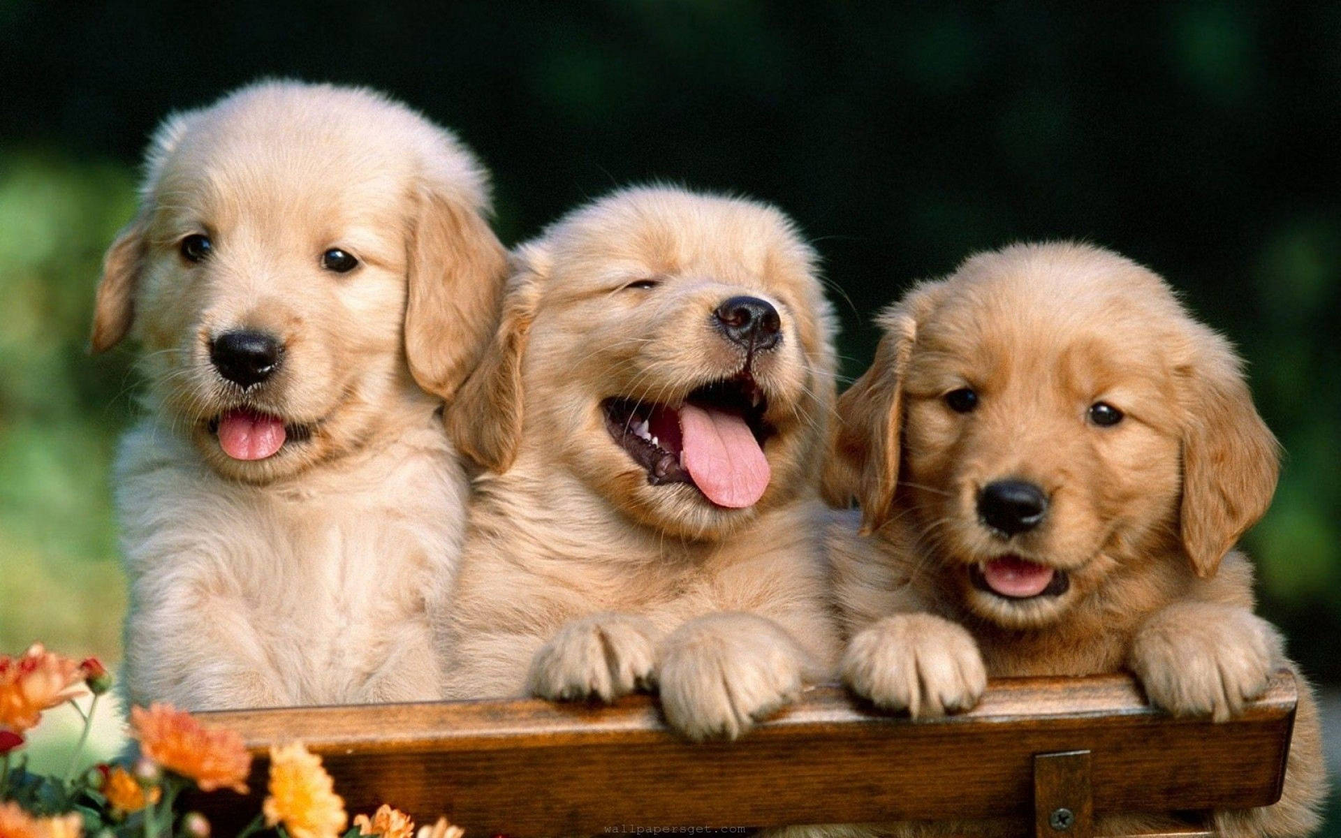 Enema in Dogs