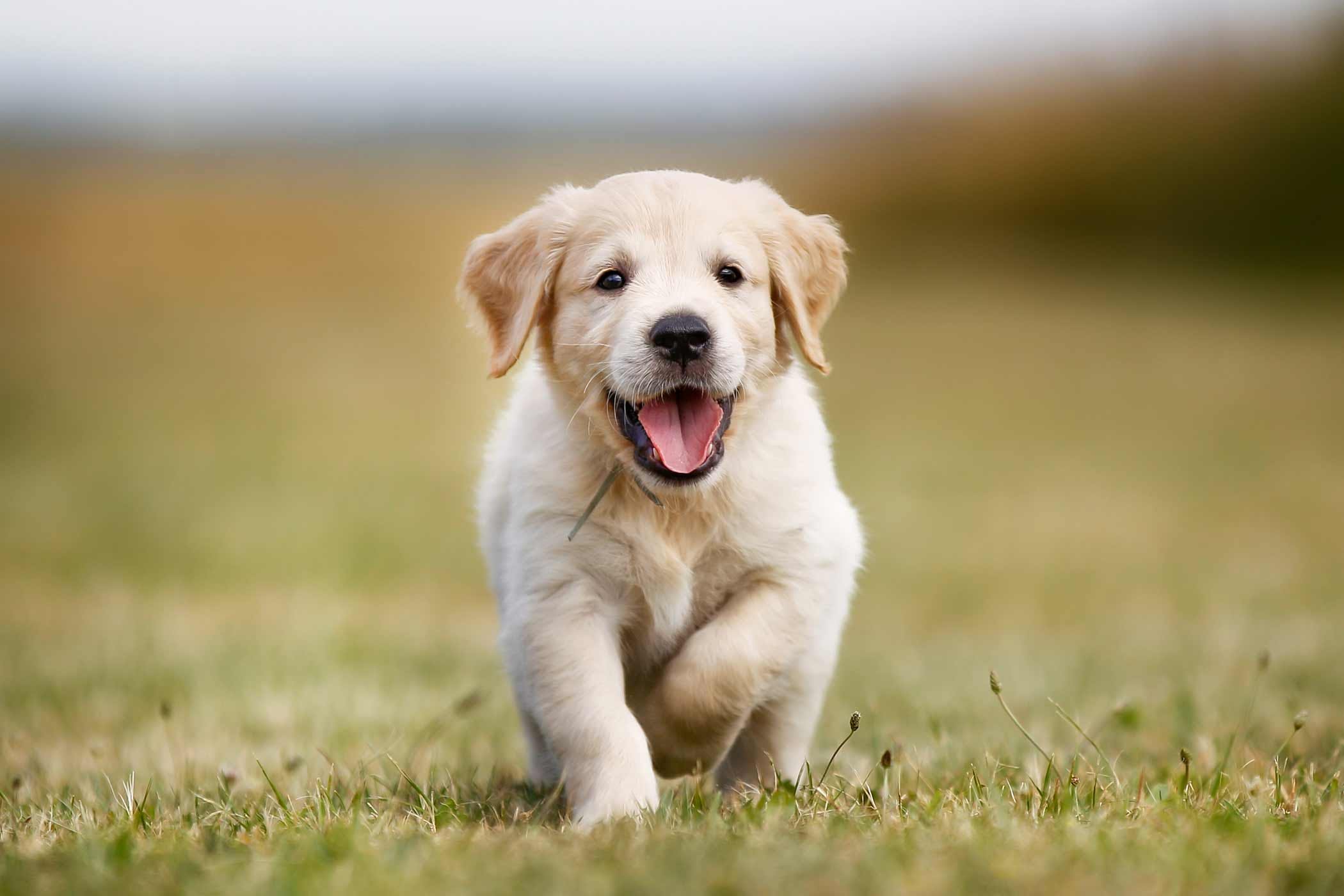 Raising a Puppy? 4 Tips for Healthy, Happy Dogs