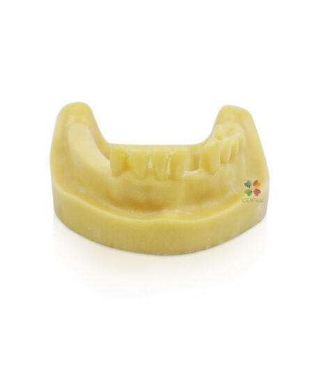 iDENTical Mandibular Model M2028