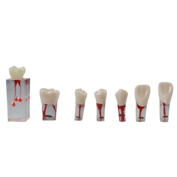 iDENTical Root Canal Treatment Practice Models