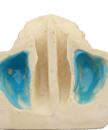 iDENTical Sinus Lift Practice Model M2013F