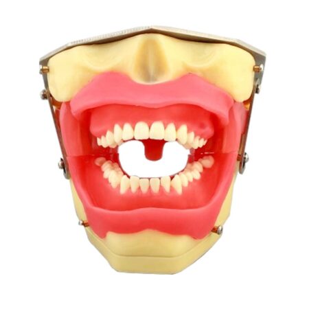 iDENTical Oral Local Anaesthesia Training Model M8020