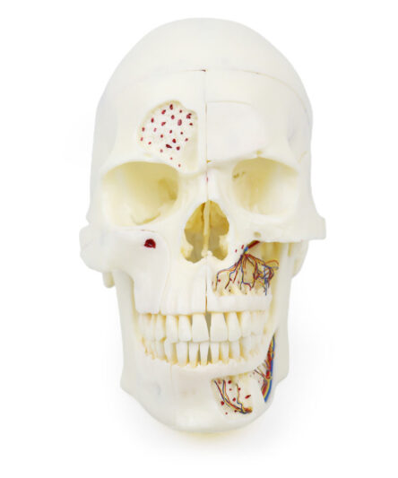 iDENTical Skull Education Model (M5007)