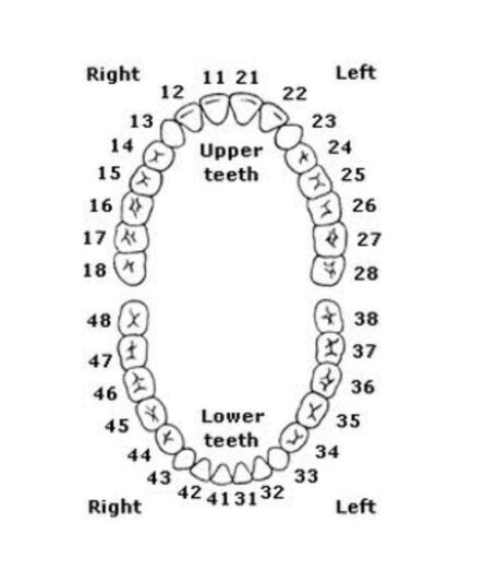 1nissin-study-teeth-500x500_1