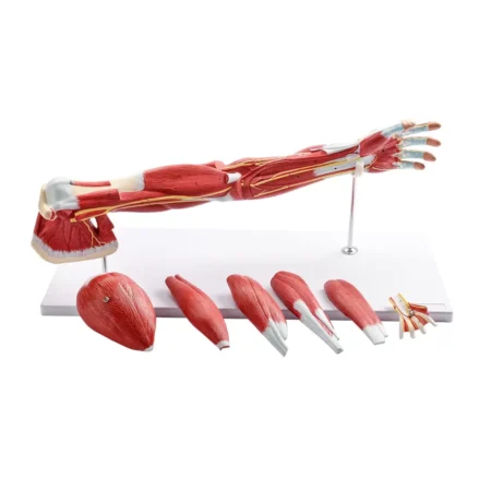 Divine Medicare - Muscular Human Arm Anatomical Model Dissectible Into 7 Parts