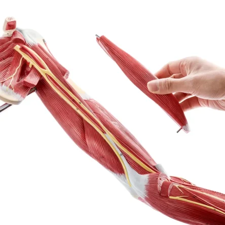 Divine Medicare – Muscular Human Arm Anatomical Model Dissectible Into 7 Parts