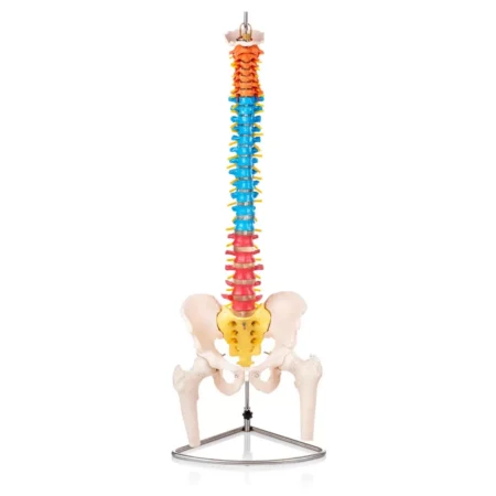 Human Spine Didactic Anatomical Model With Colored Regions (Life-Size) - Divine Medicare