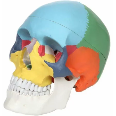 Skull Model With Colours For Easy Identification Of Various Human Skull Regions (Life Size) - Divine Medicare