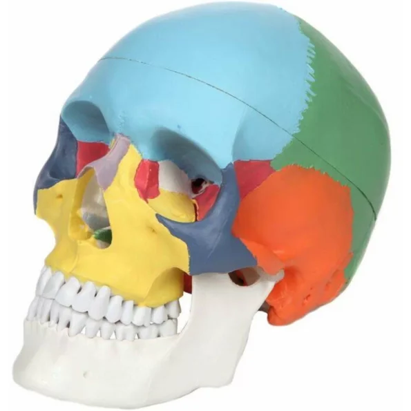 Skull Model With Colours For Easy Identification Of Various Human Skull Regions (Life Size) - Divine Medicare