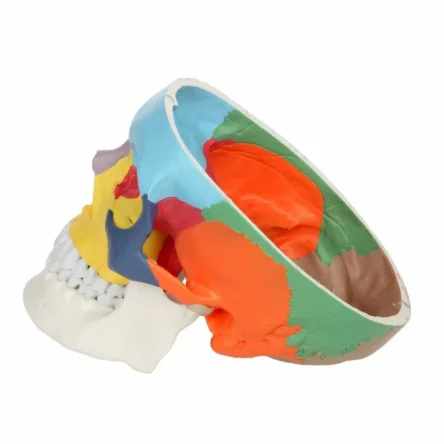 Skull Model With Colours For Easy Identification Of Various Human Skull Regions (Life Size) – Divine Medicare