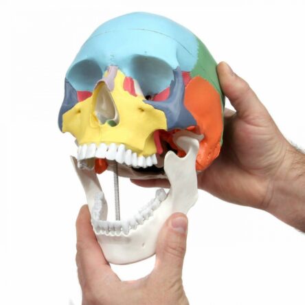 Skull Model With Colours For Easy Identification Of Various Human Skull Regions (Life Size) – Divine Medicare