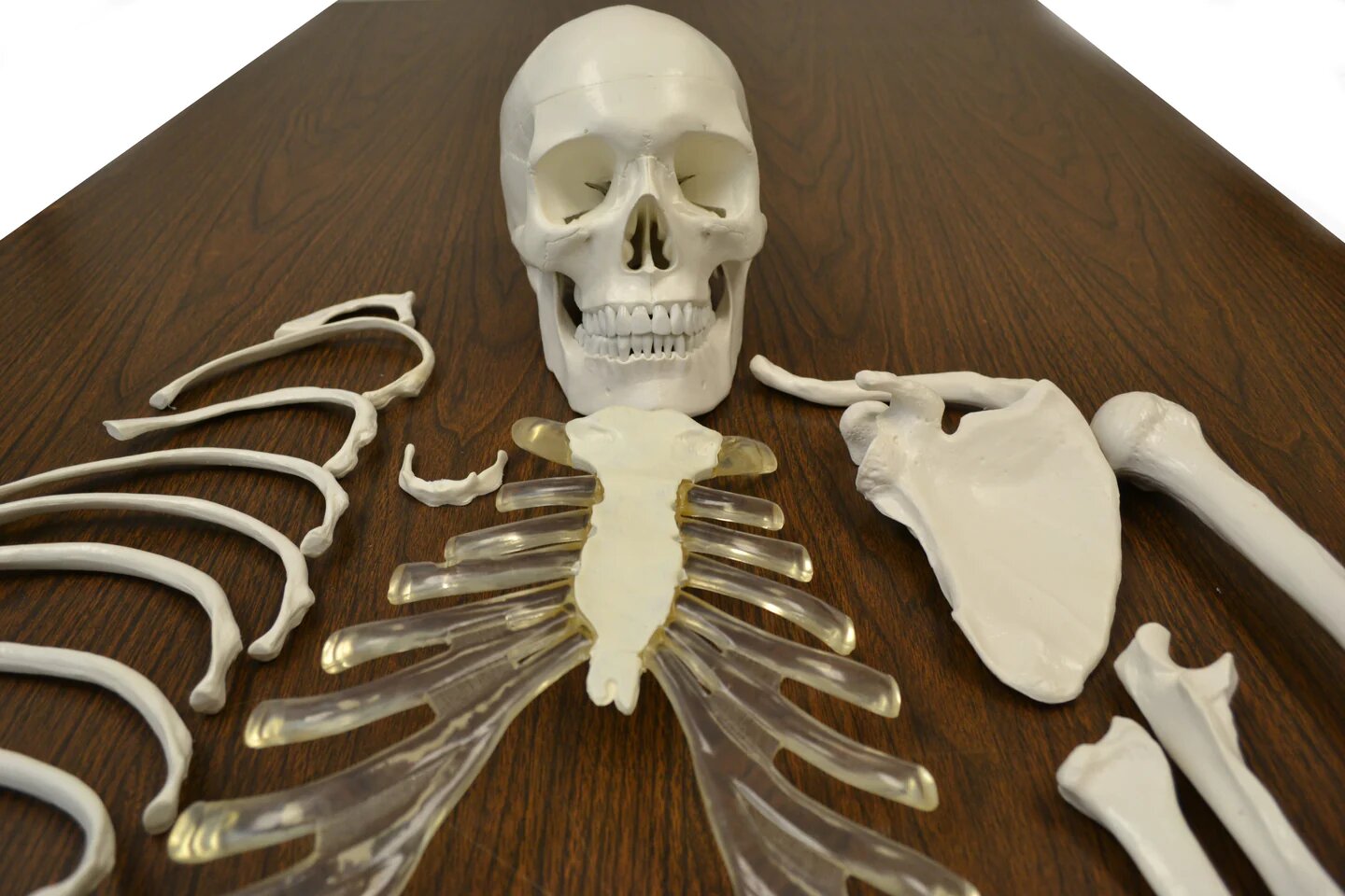 Disarticulated Human Skeleton Model 01