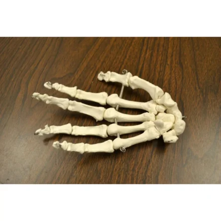 Bi-Lateral Disarticulated Human Skeleton Model For Medical Students