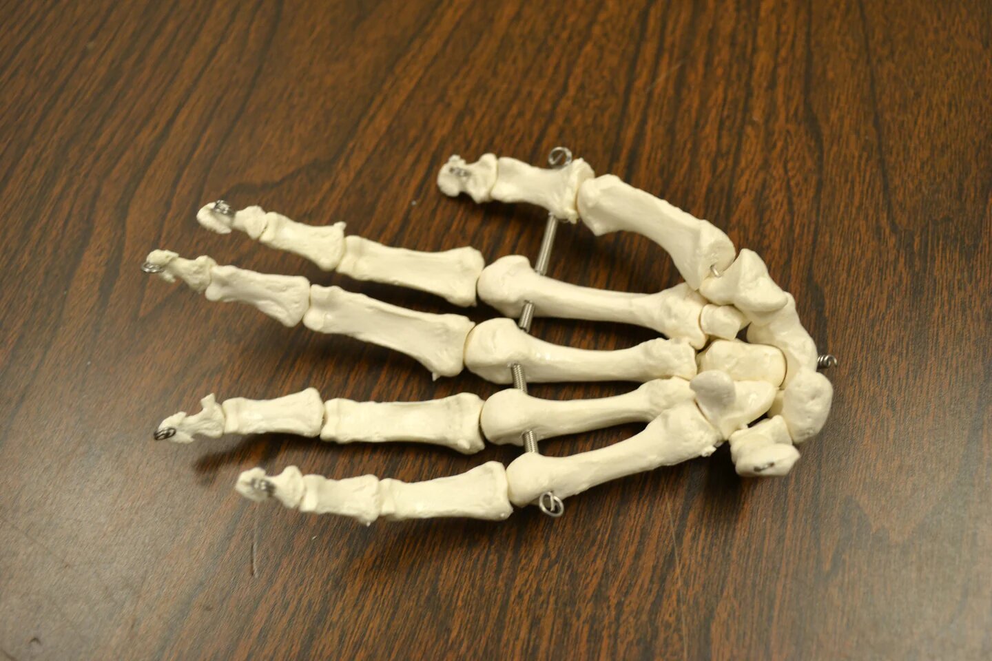 Disarticulated Skeleton Model 02