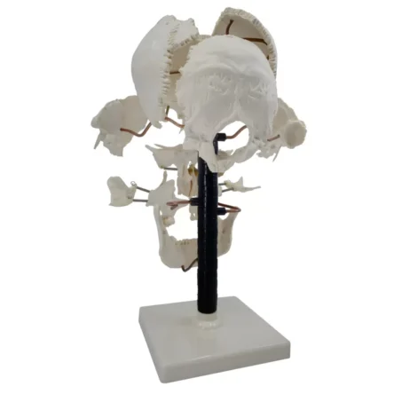 Exploded Human Skull Model – Divine Medicare