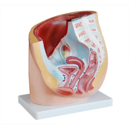 Divine Medicare - Female Pelvis Section Anatomical Model