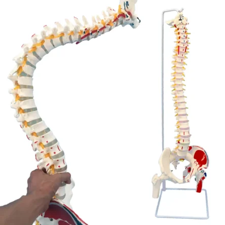 Flexible Spine Model With Femur Heads