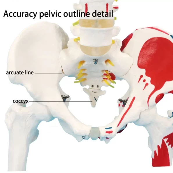 Occipital Plate And Painted Muscles Origins & Insertion Points