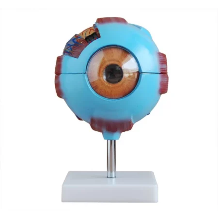 Giant Eye Model - Premium Quality By Divine Medicare