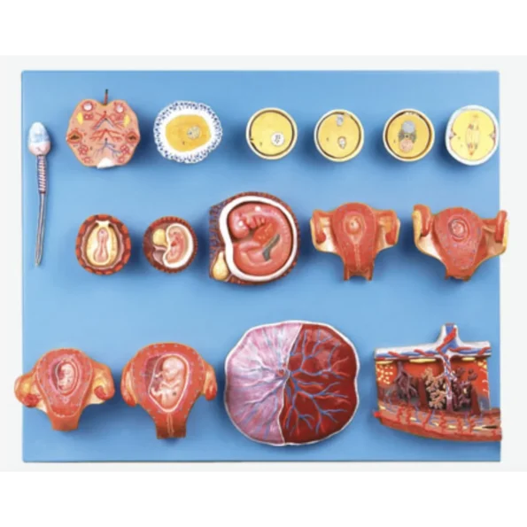 Human Fertilization and Early Embryogeny