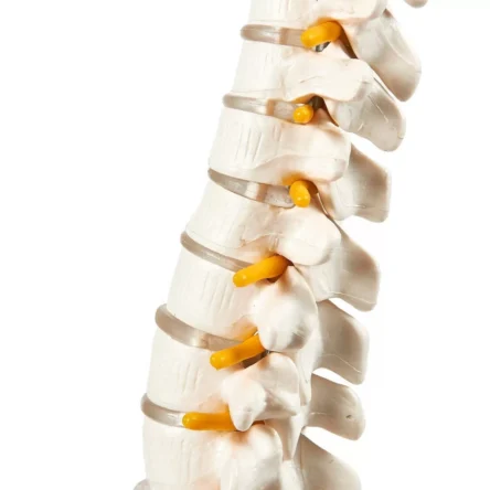 Spine Model