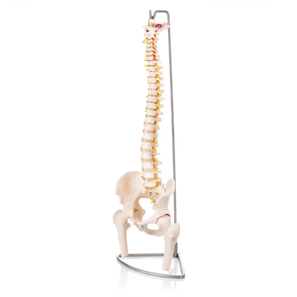 Divine Medicare - Human Spine Model (Life-Size) With Femur Heads & Pelvis