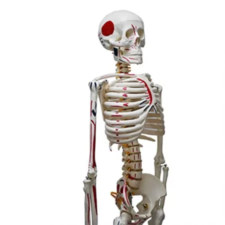 Human Skeleton Model With Painted Muscle Insertion and Origin Points - 85cm Tall