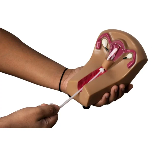 IUD Insertion Model For Teaching & Demonstration Purposes - Divine Medicare