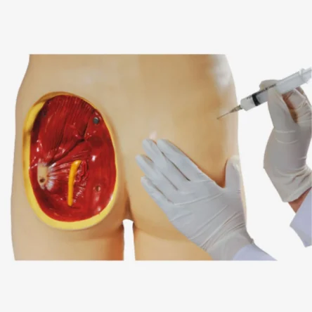 Divine Medicare - Intramuscular Injection Training Simulator Manikin (Life-Size) Perfect For Gluteal Intra Muscle Training