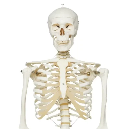 Human Skeleton Model (Articulated) 5.8 Feet Tall 96% Anatomical Accuracy Premium Quality | Divine Medicare