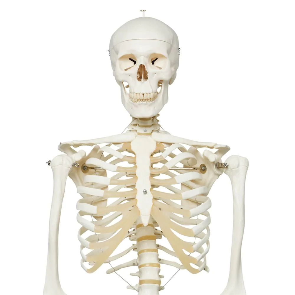 Life Size Human Skeleton Anatomical Model 01