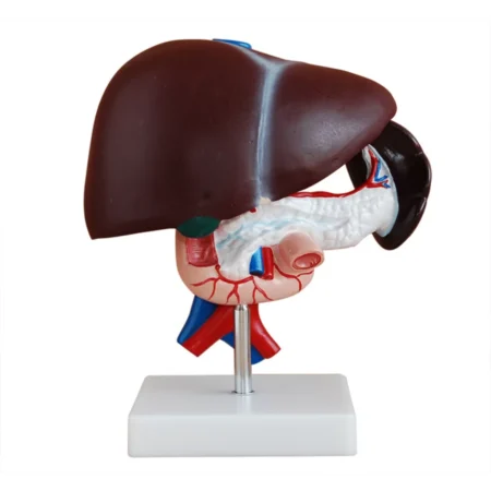 Human Liver