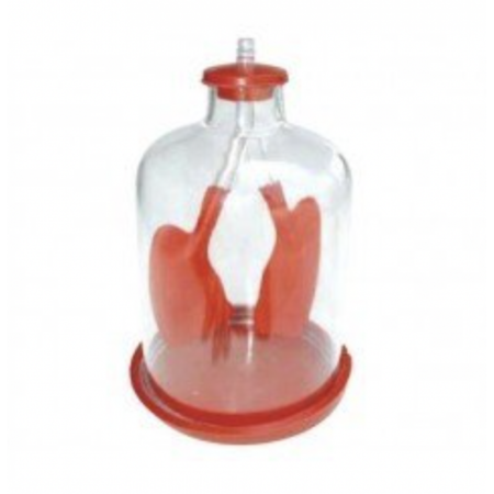 Human Lungs Demonstration Model