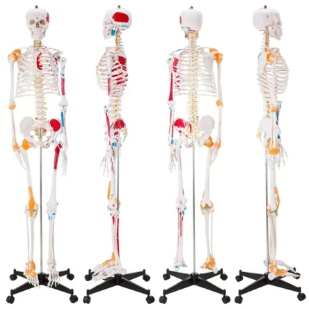 Human Skeleton Model Showing Muscle Insertion and Origin Points And Joints Ligaments 180cm Tall (Premium Quality) – Divine Medicare