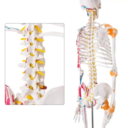 Human Skeleton Model Showing Muscle Insertion and Origin Points And Joints Ligaments 180cm Tall (Premium Quality) – Divine Medicare