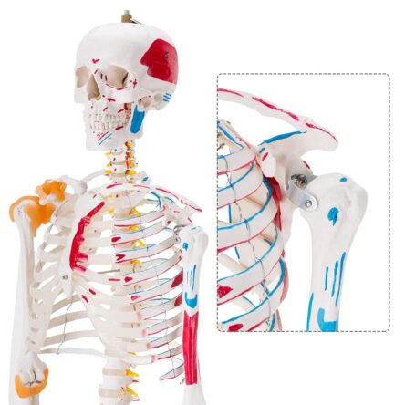 Human Skeleton Model Showing Muscle Insertion and Origin Points And Joints Ligaments 180cm Tall (Premium Quality) – Divine Medicare