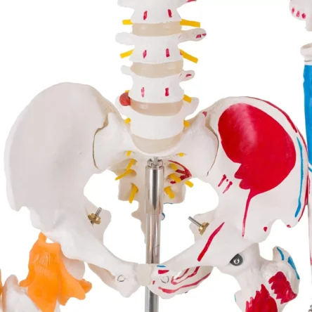 Human Skeleton Model Showing Muscle Insertion and Origin Points And Joints Ligaments 180cm Tall (Premium Quality) – Divine Medicare