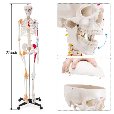 Human Skeleton Model Showing Muscle Insertion and Origin Points And Joints Ligaments 180cm Tall (Premium Quality) – Divine Medicare