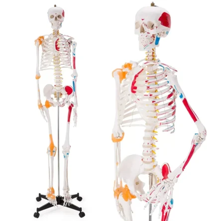 Human Skeleton Model Showing Muscle Insertion and Origin Points And Joints Ligaments 180cm Tall (Premium Quality) – Divine Medicare