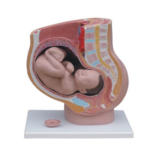 Divine Medicare - Pregnant Female Pelvis Section Model With Fetus