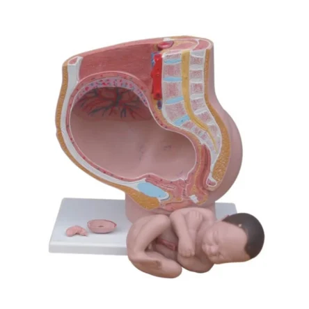 Divine Medicare – Pregnant Female Pelvis Section Model With Fetus