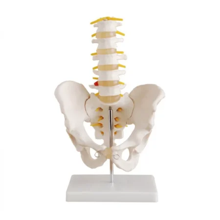 Pelvis With 5pcs Lumbar Vertebrae - Divine Medicare