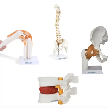 Human Joints Anatomical Models Set Of 4 - Knee Joint Model