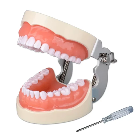 Typodont Dental Model (32 Teeth) with Soft Gingiva And Screw Driver - Divine Medicare