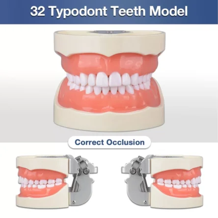 Typodont Dental Model (32 Teeth) with Soft Gingiva And Screw Driver – Divine Medicare