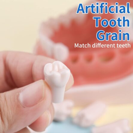 Teeth Set For Typodont Practice Models