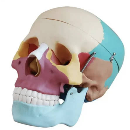 Adult Skull (Coloured) Life-Size Model Asian Version – Divine Medicare