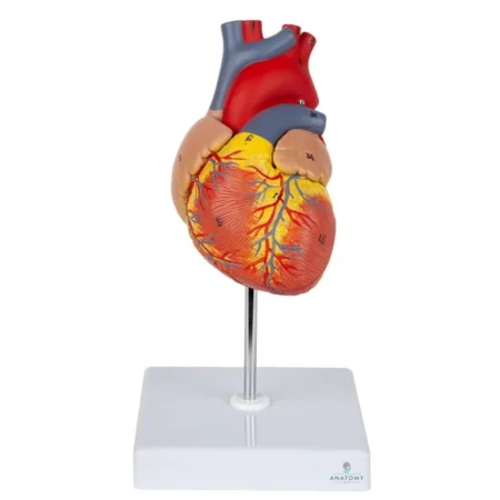 Human Heart Model (2-Parts) With Numbers For Easy Identification Of Various Anatomical Structures (Study Manual Included)