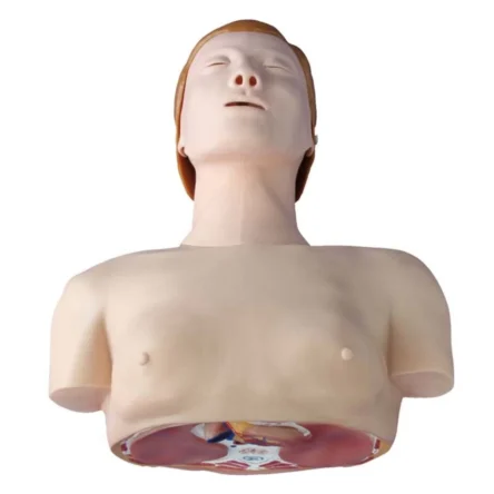 Divine Medicare – Basic CPR Training Model (Half Body)